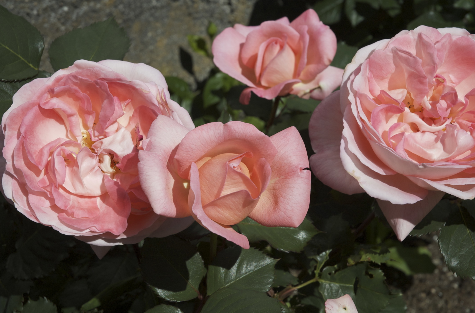 25.10.1990 - Stiftelse av pensjonistforening